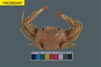 藏品(武士蟳)的圖片